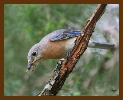 bluebird 4-17-07 cl3b.jpg