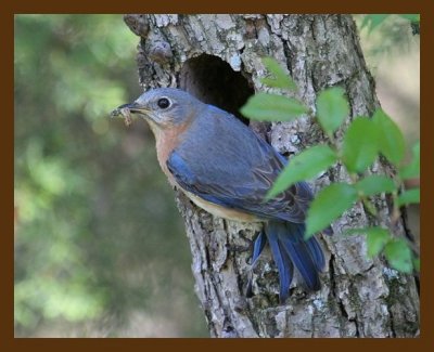 bluebird 4-15-07 cl1b.jpg