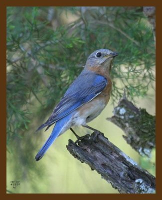 bluebird 4-15-07 cl3b.jpg