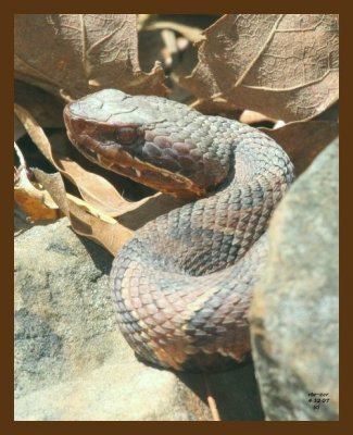 cottonmouth-young 4-12-07 cl2b.jpg