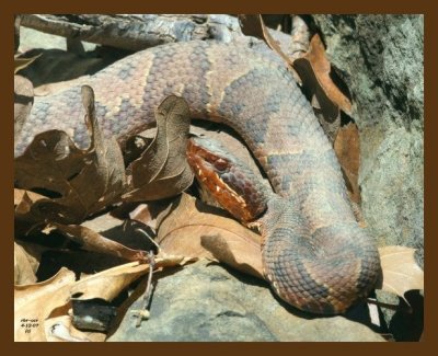cottonmouth-young 4-12-07 cl3b.jpg