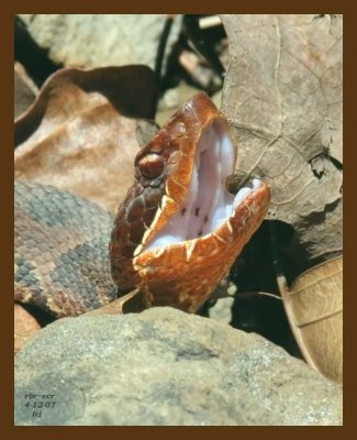 cottonmouth-young 4-12-07 cl1b.jpg