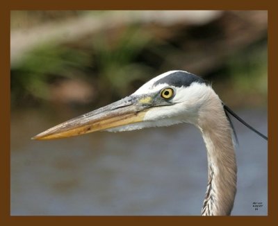 heron-great blue 4-22-07 cl9b.jpg