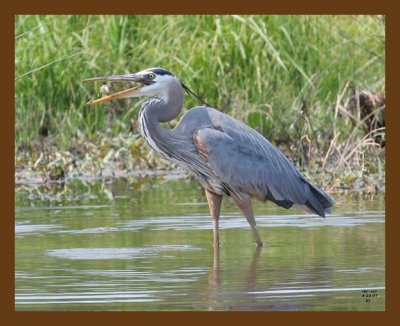heron-great blue 4-22-07 cl7b.jpg