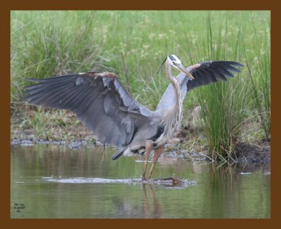 heron-great blue 4-22-07 cl4b.jpg