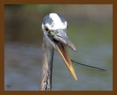 heron-great blue 4-22-07 cl11b.jpg