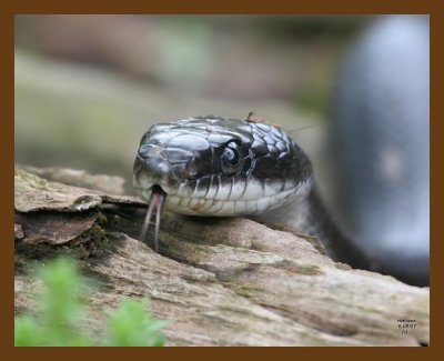 black-ratsnake 4-18-07 cl4b.jpg