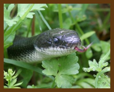 black-ratsnake 4-18-07 cl9b.jpg