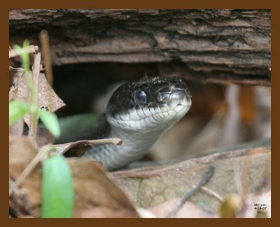 black-ratsnake 4-18-07 cl3b.jpg