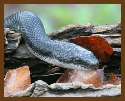 black-ratsnake 4-18-07 cl1b.jpg