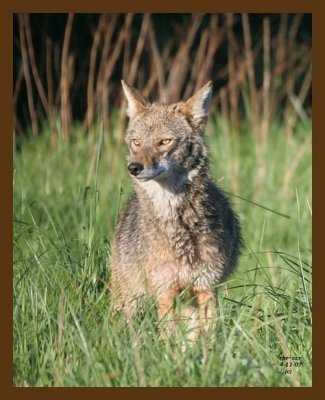 coyote 4-11-07 cl3b.jpg