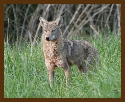coyote 4-12-07 cl1b.jpg