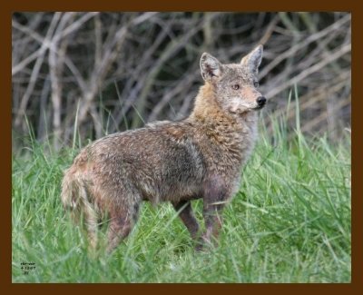coyote 4-12-07 cl3b.jpg