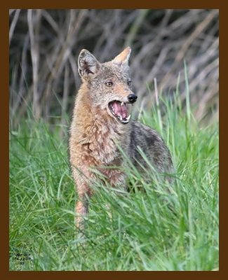 coyote 4-12-07 cl2b.jpg