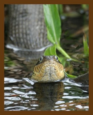 watersnake-yellowbelly 4-24-07 cl4b.jpg