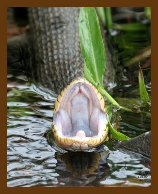 watersnake-yellowbelly 4-24-07 cl3b.jpg