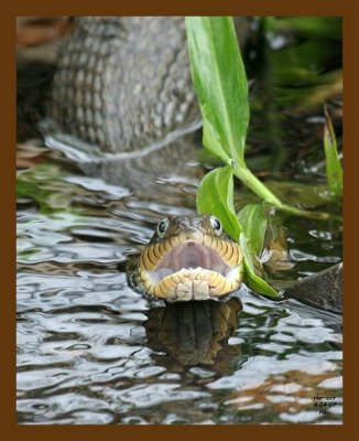 watersnake-yellowbelly 4-24-07 cl1b.jpg