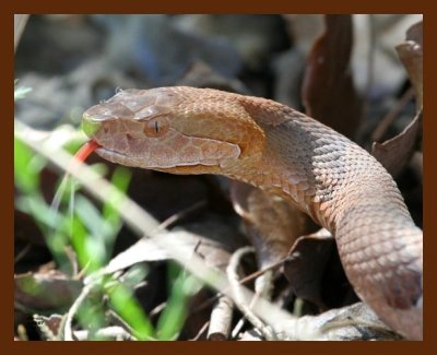 copperhead 4-2-07 cl4b.jpg