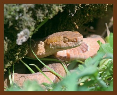 copperhead 4-2-07 cl13b.jpg