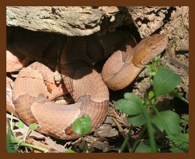 copperhead 4-2-07 cl1b.jpg