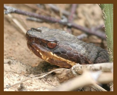 cottonmouth 4-17-07 cl3b.jpg