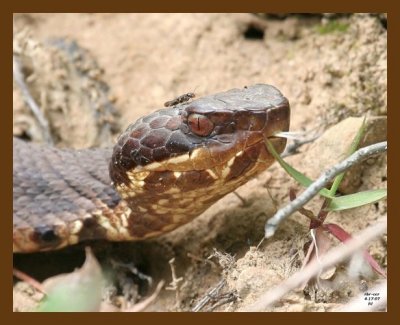 cottonmouth 4-17-07 cl2b.jpg
