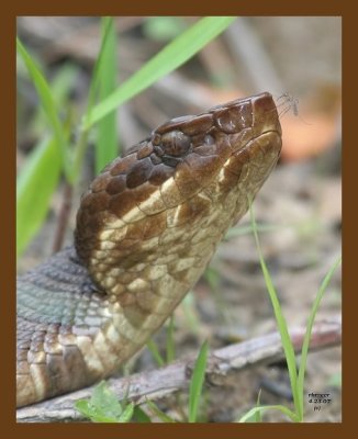 cottonmouth 4-23-07 cl4b.jpg