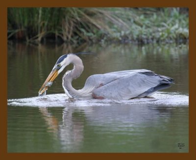 heron-great blue 4-23-07 cl4b.jpg