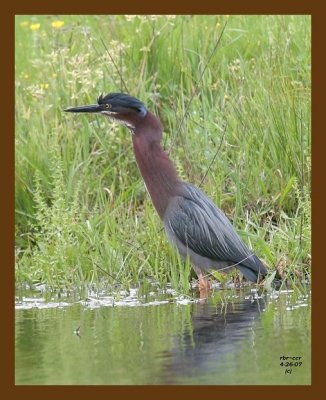 heron-green 4-26-07 cl1b.jpg