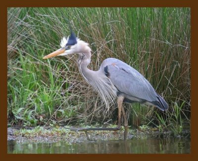 heron-great blue 4-23-07 cl1b.jpg
