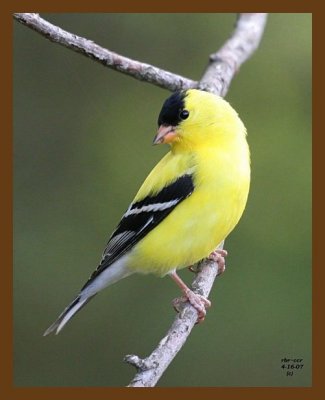 goldfinch 4-16-07 cl2b.jpg
