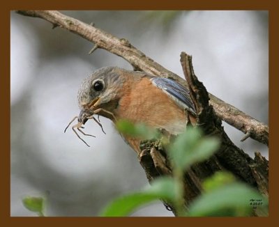 bluebird 4-25-07 cl3b.jpg