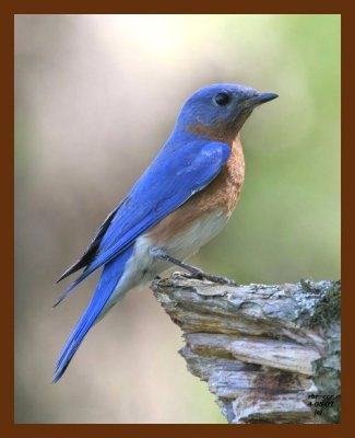 bluebird 4-5-07 cl2b.jpg