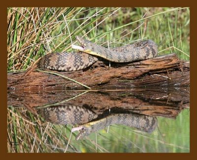 watersnake-diamondback 4-28-07 cl1b.jpg