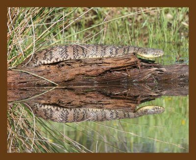 watersnake-diamondback 4-28-07 cl7b.jpg