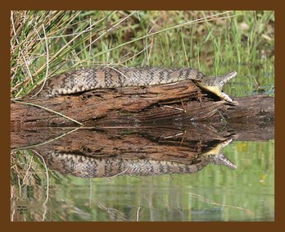watersnake-diamondback 4-28-07 cl2b.jpg