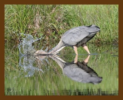 heron-great blue 4-30-07 cl5b.jpg