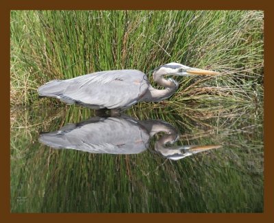 heron-great blue 4-30-07 cl1b.jpg
