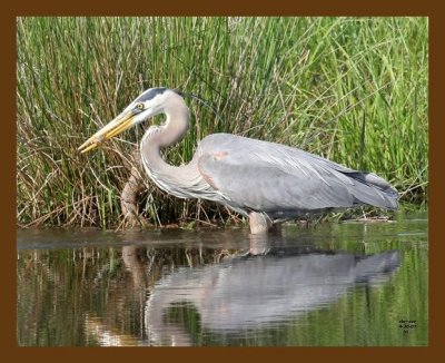 heron-great blue 4-30-07 cl2b.jpg