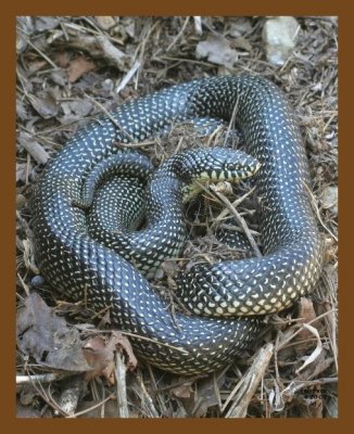 kingsnake 4-20-07 cl1b.jpg