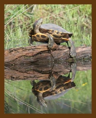 turtle red-ear slider 4-29-07 cl1b.jpg