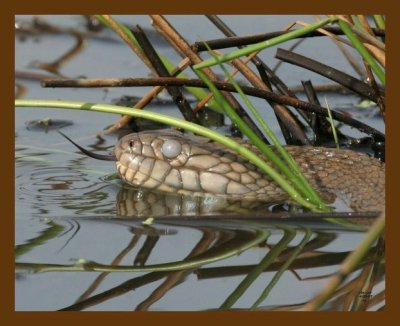 watersnake-diamondback 4-20-07 cl1b.jpg