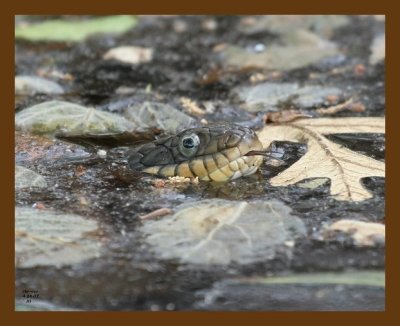 watersnake-yellowbelly 4-24-07 cl5b.jpg