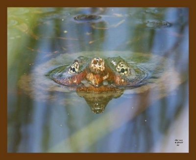 turtle eastern snapper 4-29-07 cl2b.jpg