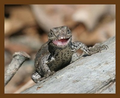 northern fence lizard 4-21-07 cl2b.jpg