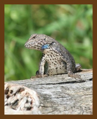 northern fence lizard 4-27-07 cl1b.jpg