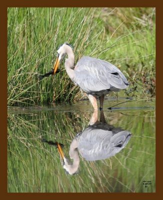 heron-great blue 4-30-07 cl3b.jpg