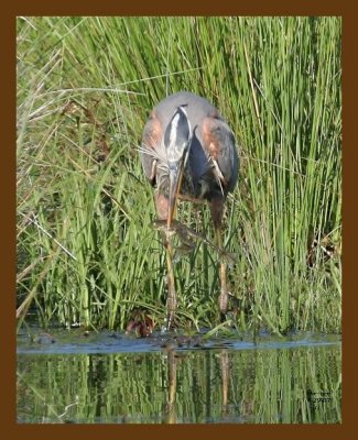 blue-heron-bullfrog 4-29-07 cl1b.jpg