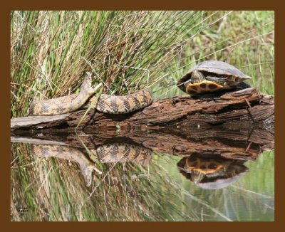 watersnake-diamondback-turtle 4-29-07 cl3p.jpg