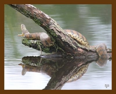 watersnake-diamondback 5-2-07 cl4b.jpg